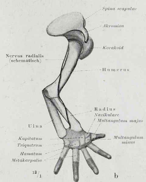 File:Braus 1921 156b.png