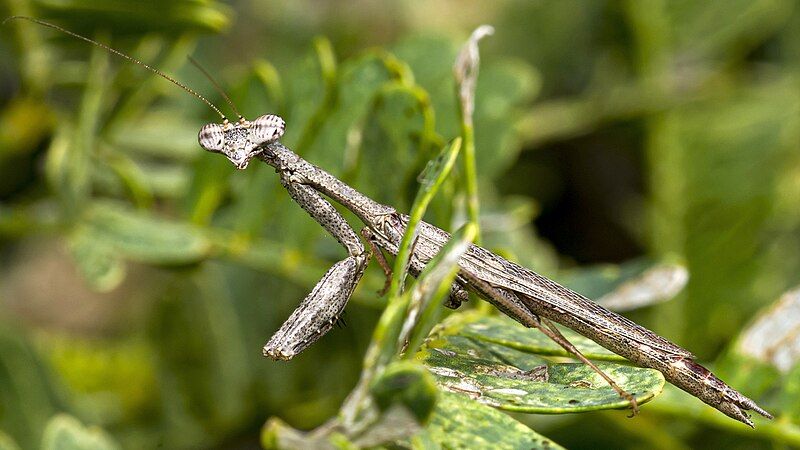 File:Callimantis antillarum.jpg