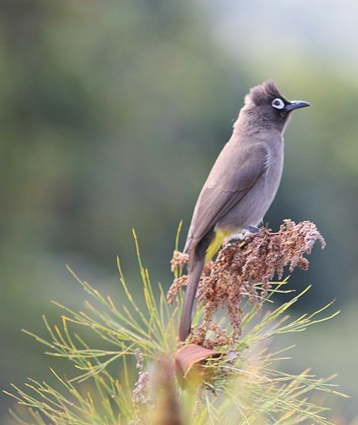 File:CapeBulbul1095.jpg