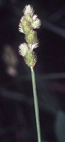 File:Carex tribuloides NRCS-1.jpg