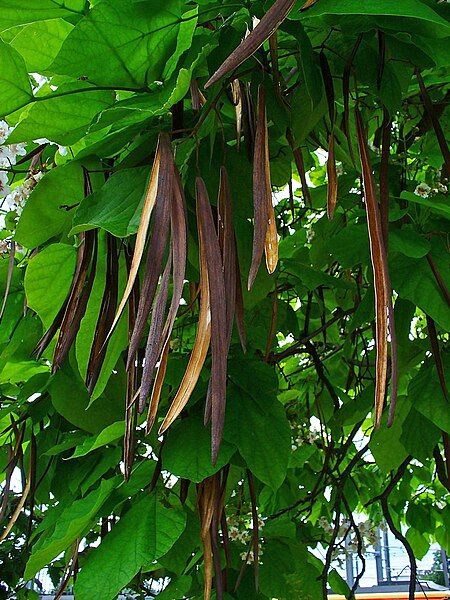 File:Catalpa bignoioides 004.JPG