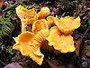 Yellow, funnel-shaped fungi with gill-like ridges along the side growing from a surface of dirt and leaves.