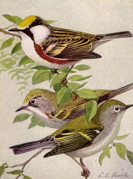 File:Chestnut-sided Warbler NGM-v31-p313-C.jpg