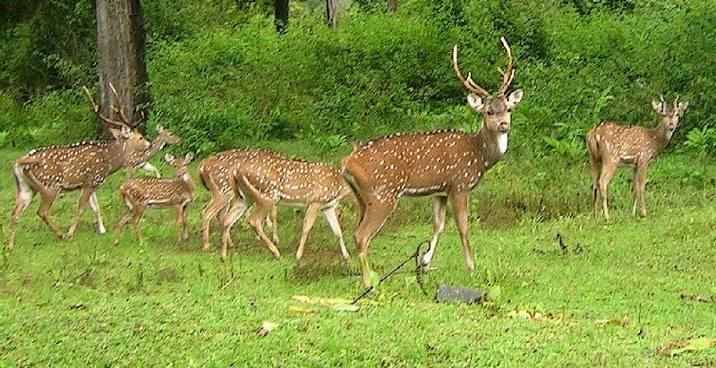 File:Chital herd.jpg