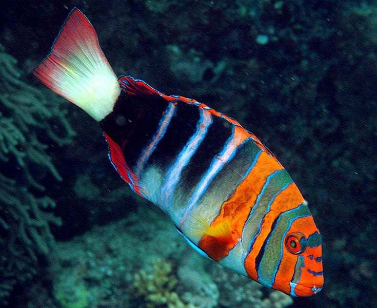 File:Choerodon fasciatus.jpg