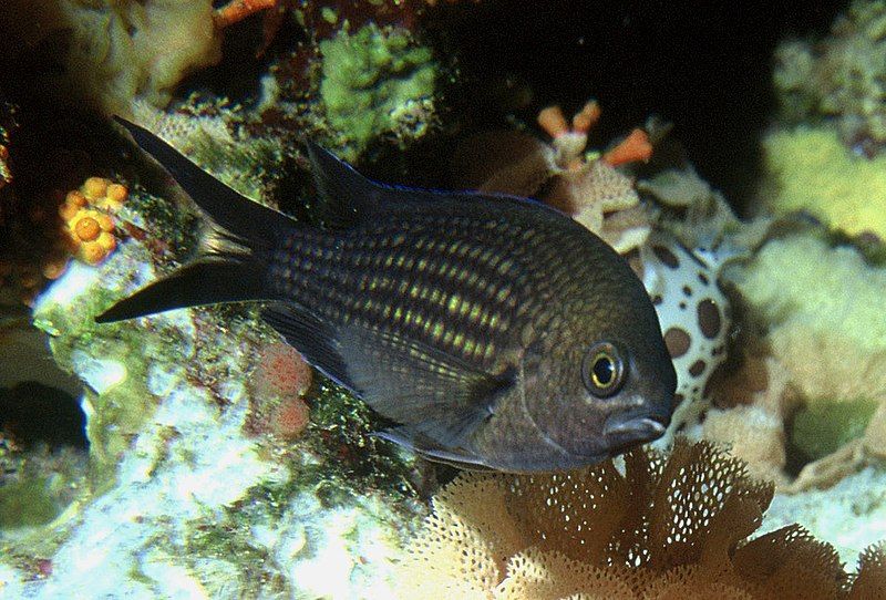 File:Chromis chromis 2.jpg