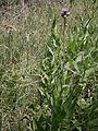 Cirsium helenioides