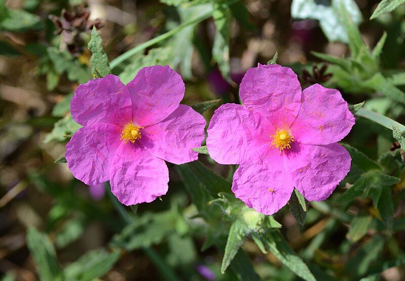 File:Cistus May 2014-11.jpg