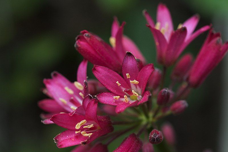 File:Clintonia andrewsiana.jpg