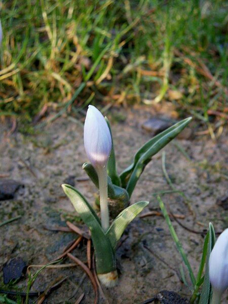 File:Colchicum hungaricum 005.jpg