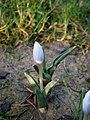 Colchicum hungaricum