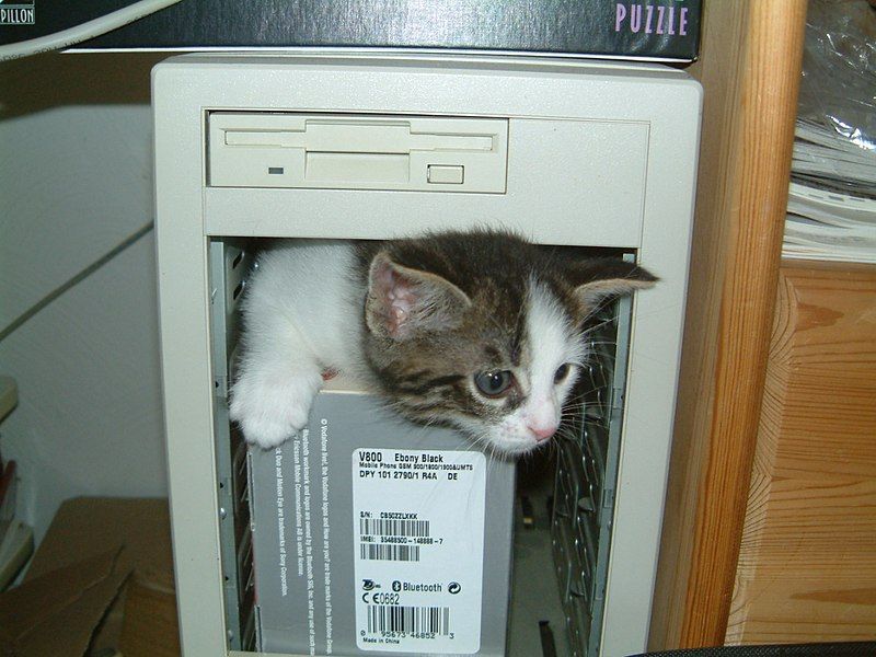 File:Computer-kitten.jpg