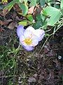 Crocus pulchellus inside of the flower