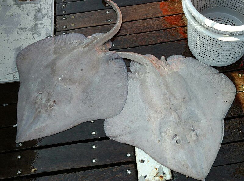 File:Deepsea skates.jpg