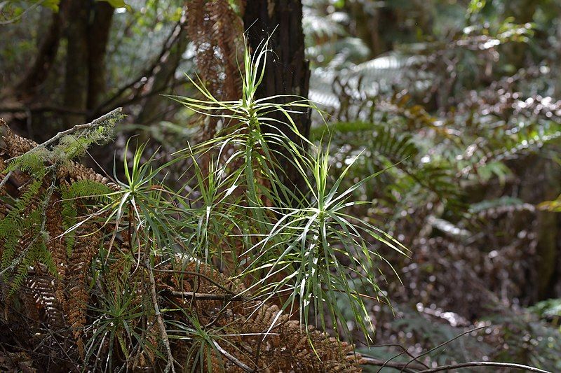 File:Dracophyllum strictum.jpg