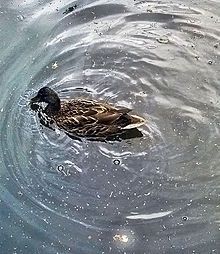 Duck swimming in water