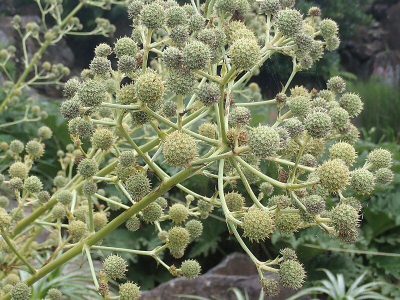 File:Eryngium paniculatum P2051286.jpg