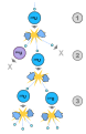 Image 33A schematic nuclear fission chain reaction. 1. A uranium-235 atom absorbs a neutron and fissions into two new atoms (fission fragments), releasing three new neutrons and some binding energy. 2. One of those neutrons is absorbed by an atom of uranium-238 and does not continue the reaction. Another neutron is simply lost and does not collide with anything, also not continuing the reaction. However, the one neutron does collide with an atom of uranium-235, which then fissions and releases two neutrons and some binding energy. 3. Both of those neutrons collide with uranium-235 atoms, each of which fissions and releases between one and three neutrons, which can then continue the reaction. (from Nuclear fission)