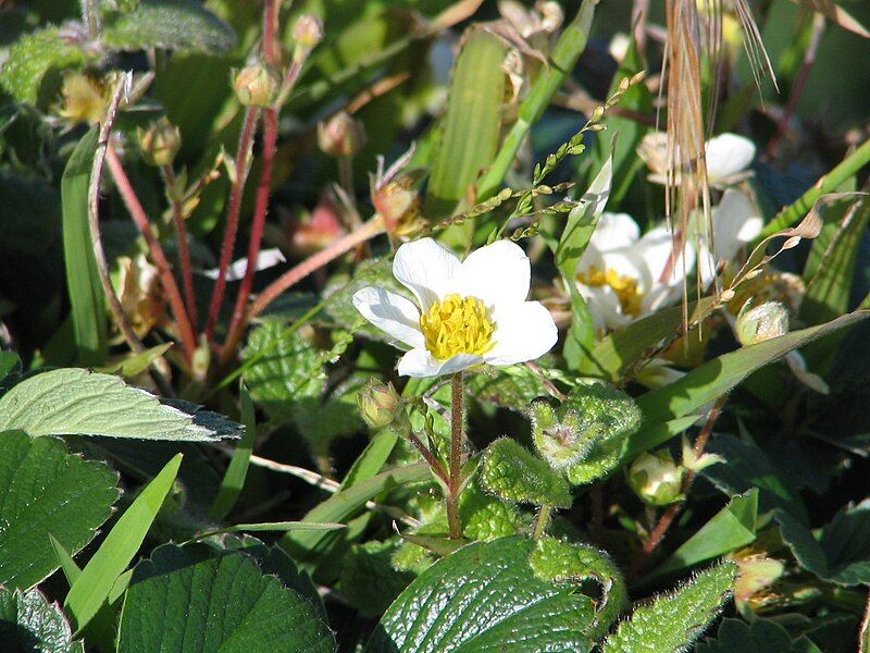 File:Fragaria chiloensis150043124.jpg