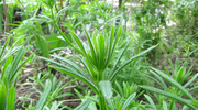 Galium aparine pre-fruiting development, from North America.