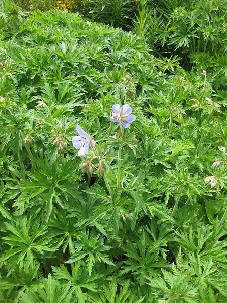 File:Geranium pratense 001.JPG