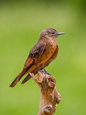 Cliff flycatcher