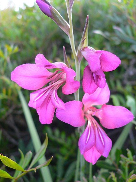 File:Gladiolus communis 002.jpg