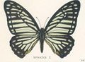 Great zebra (Graphium xenocles)