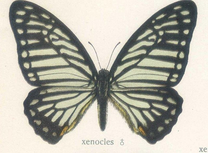 File:Graphium xenoclesCramer, 1775.jpg