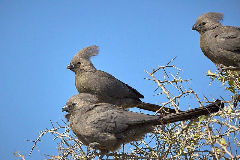 File:Grey Go-Away-Bird Group.jpg