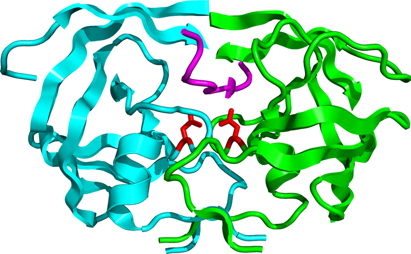 File:HIV protease 1KJF.png