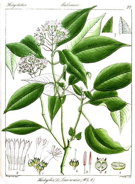 File:Hedyotis lawsoniae Rungiah.jpg