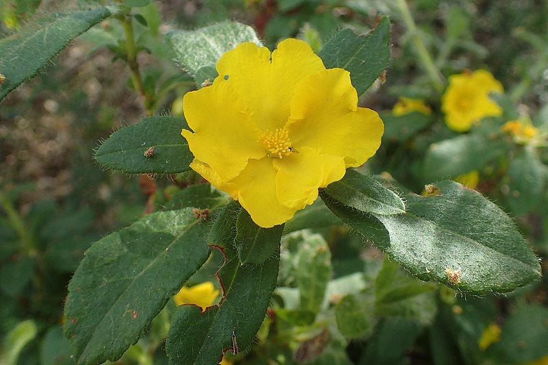 File:Hibbertia pilosa.jpg