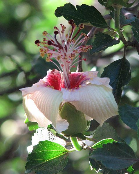 File:Hibiscus insularis.jpg