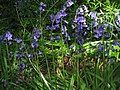 Hyacinthoides non-scripta in le Bois-de-Cise