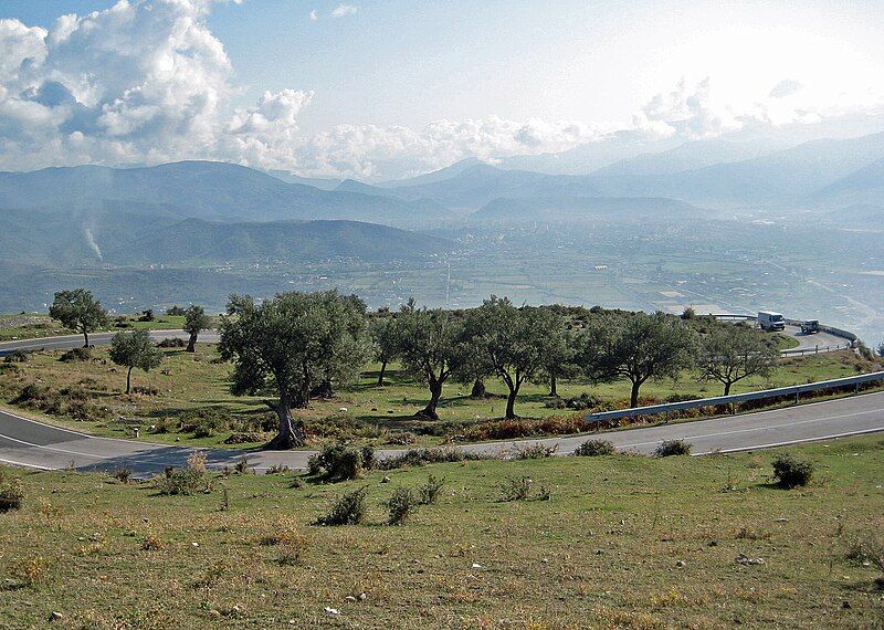 File:Krraba Olive Trees.jpg