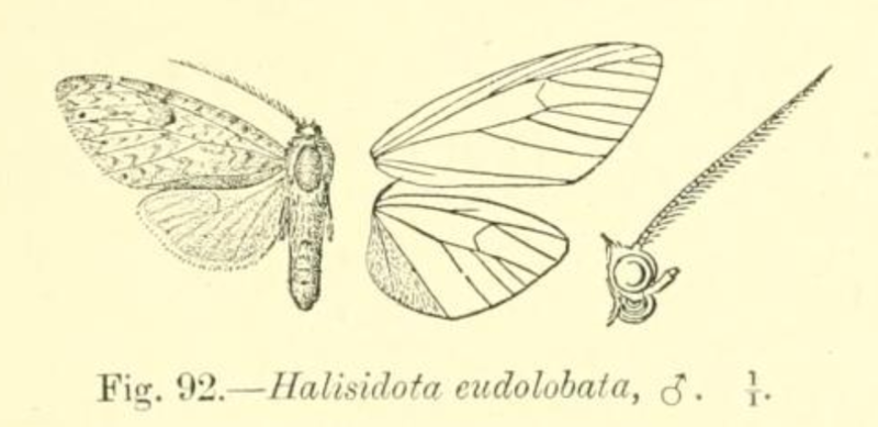 File:Lophocampa endolobata.png