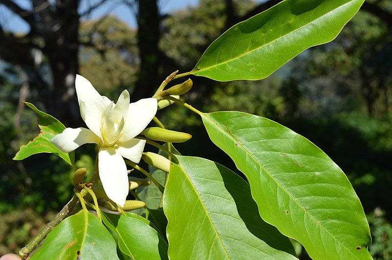 File:Magnolia nilagirica.JPG