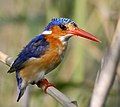 Malachite Kingfisher, photographed in the Okovango Delta of Botswana, Africa.