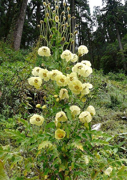 File:Meconopsis autumnalis P.Egan.jpg