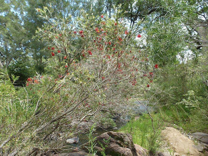 File:Melaleuca sabrina (habit).JPG