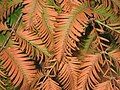 Metasequoia glyptostroboides in the fall