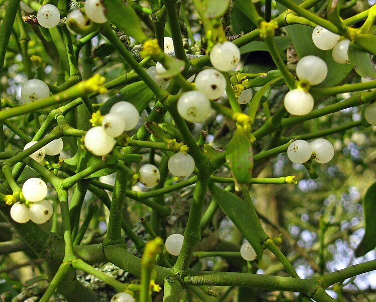 File:Mistletoe Berries Uk.jpg