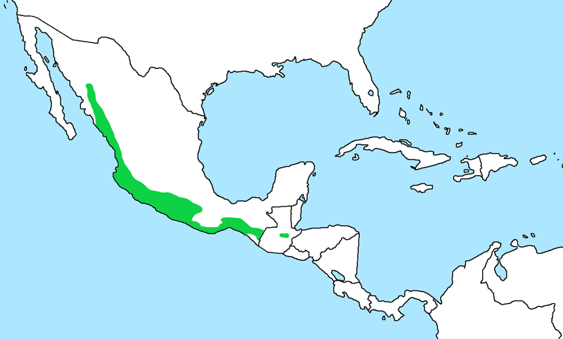 File:Momotus mexicanus dist.png