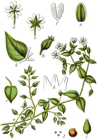 File:Myosoton aquaticum Sturm9.jpg