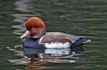 Red-crested Pochard