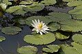 Nymphaea lotus