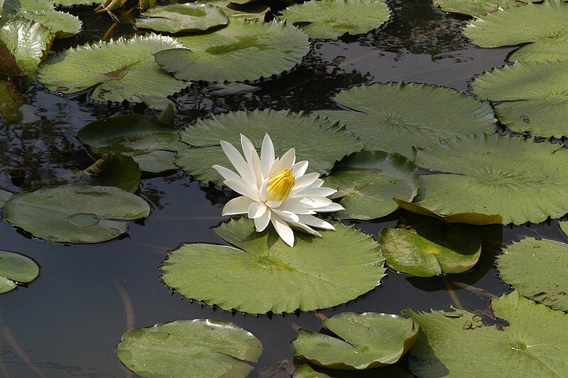 File:Nymphaea lotus3.JPG