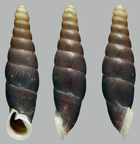 File:Oospira smithi shell.jpg