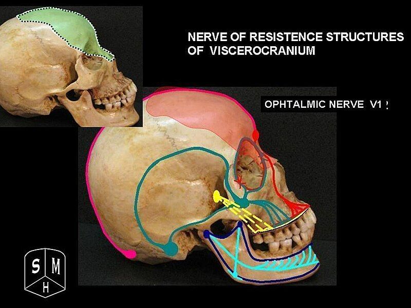 File:Ophtalmic nerve.jpg